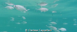 This photo has been shot in Mondello's beach, the most po... by Clarissa Cappellani 